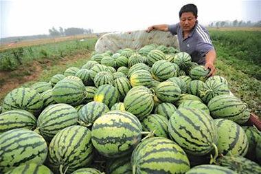 青岛吃瓜网红事件,一场网络舆论的风暴与反思 第2张 青岛吃瓜网红事件,一场网络舆论的风暴与反思 第2张